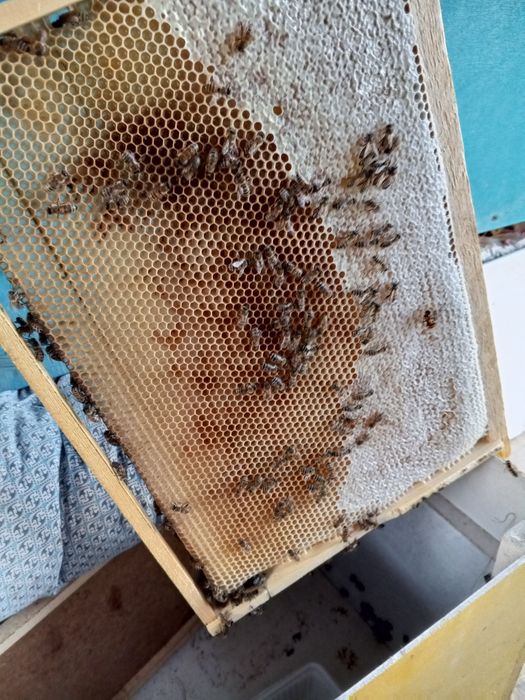 Tabiiy asal Табий асал