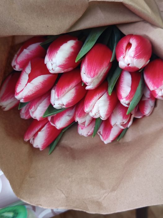 Тюльпаны оптом со своей теплицы