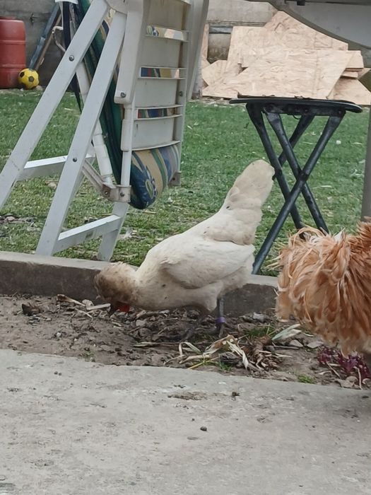 Vand oua de paduana frezata pentru incubat..