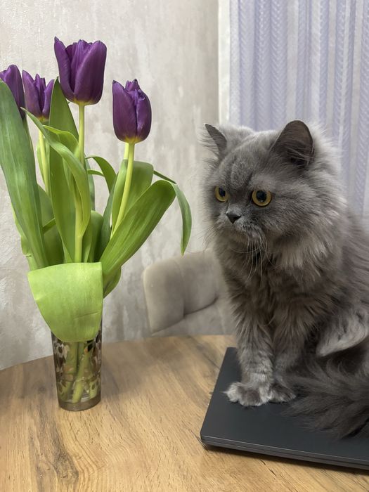 Ищем кота на вязку