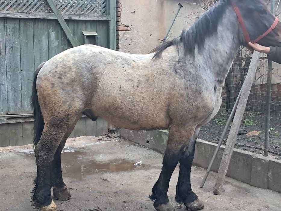 Vând mânz de 3 anii garantat de ham și foarte cuminte