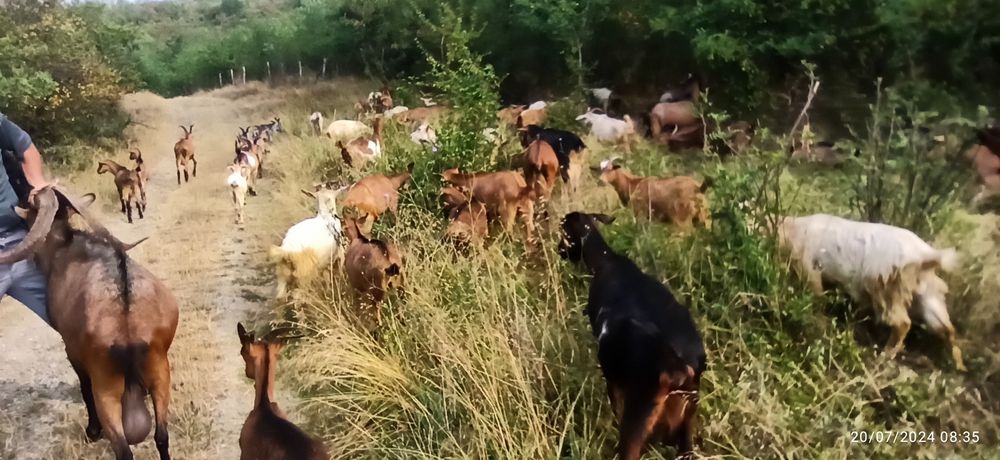 Vand Țapi de rasa Alpin Francez și Metis 500 negociabil lei urgent Dră
