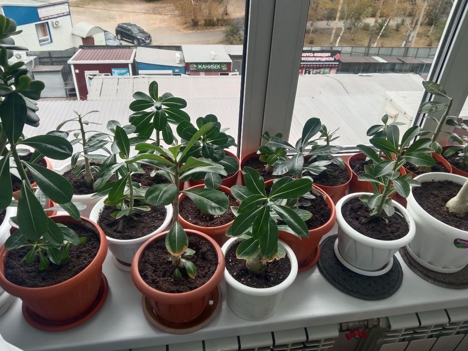 Комнатные растения. Продам адениум