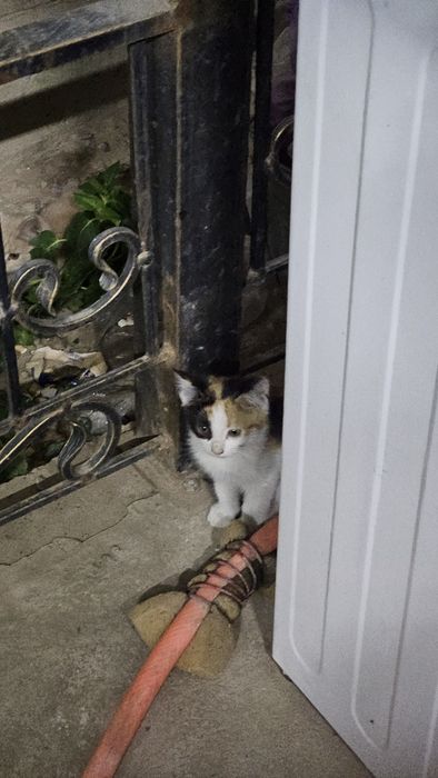 Котят отдам в хорошие руки