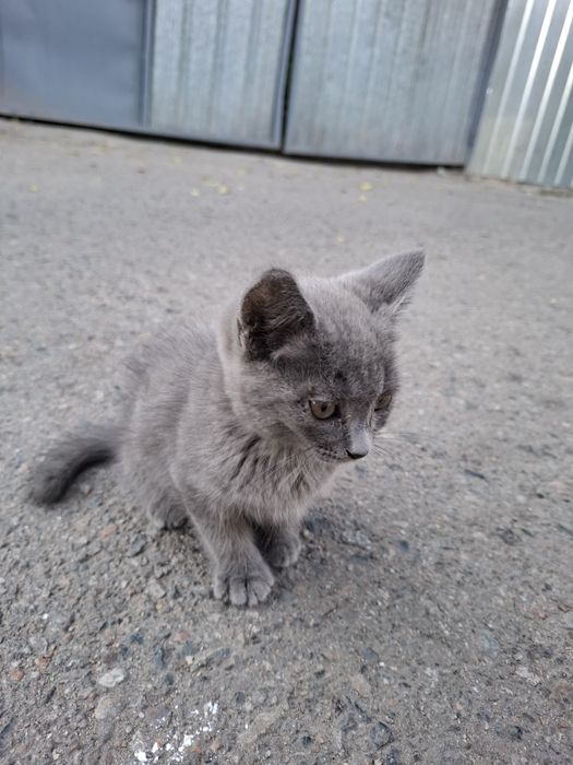Отдам котёнка в добрые руки