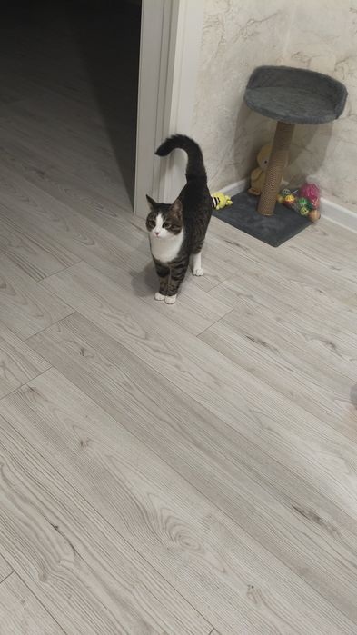 Котик Кеша отдам в добрые руки