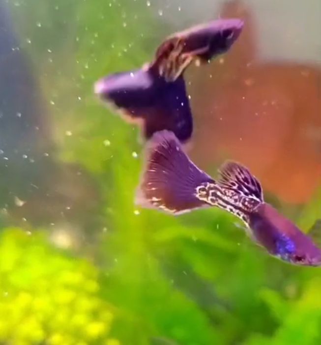 Продам гуппи чистая линия