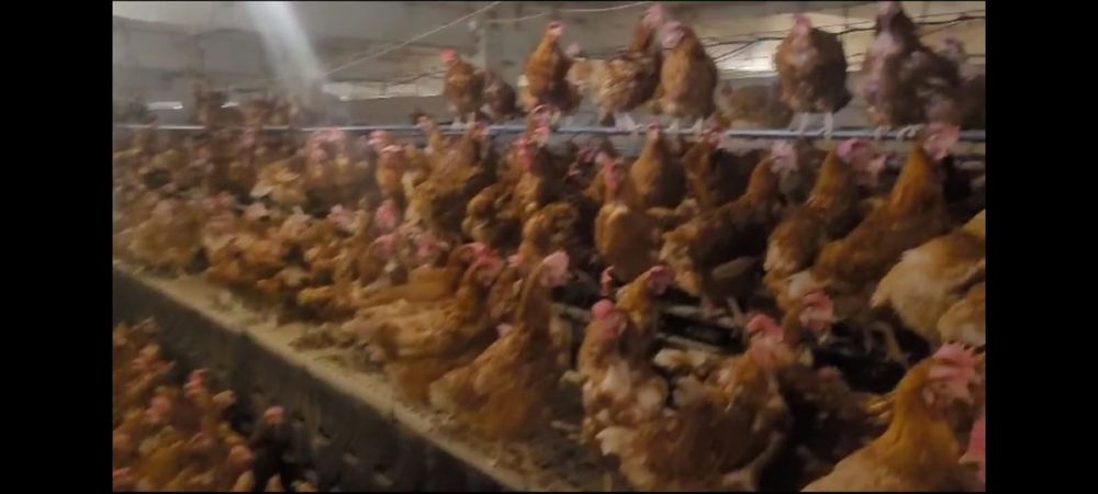 Puicute ouatoare/Gaini rosi