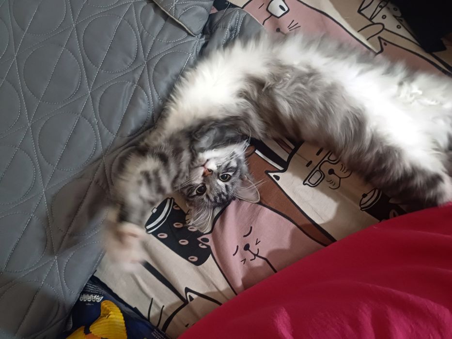 Отдам кошечку в хорошие руки