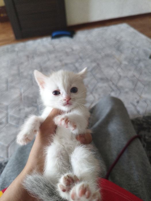Котенки в добрые руки