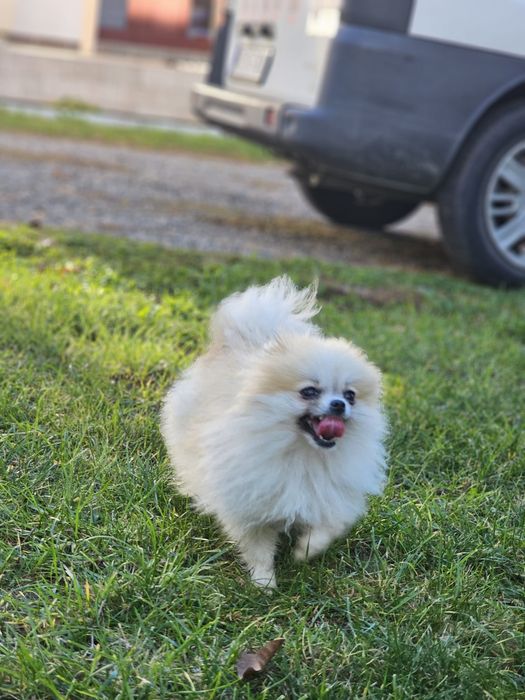 Pomeranian Femelă