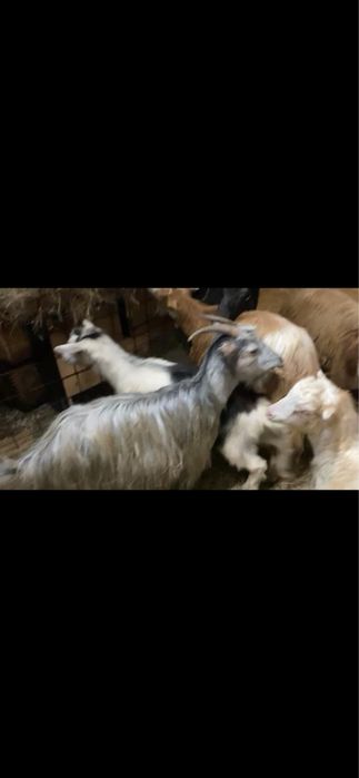 Schimb 8 capre tinere cu oi