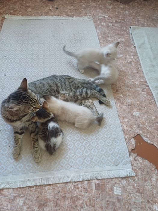 Отдам котят в добрые руки