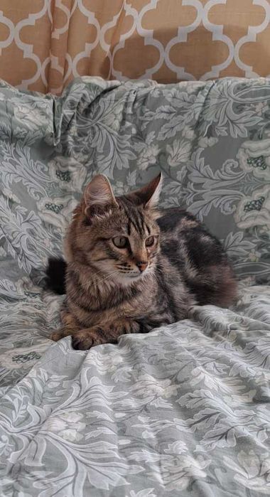 Ласковый котик ищет дом