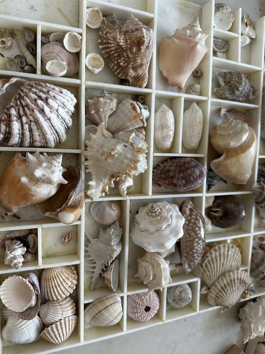 Рапани и миди