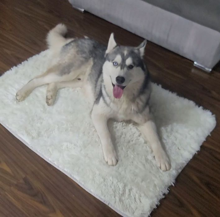 Срочно сибирский хаски мальчик чистокровные родители на фото