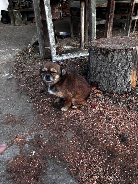 Малки сладки кученнца Пътърдейл