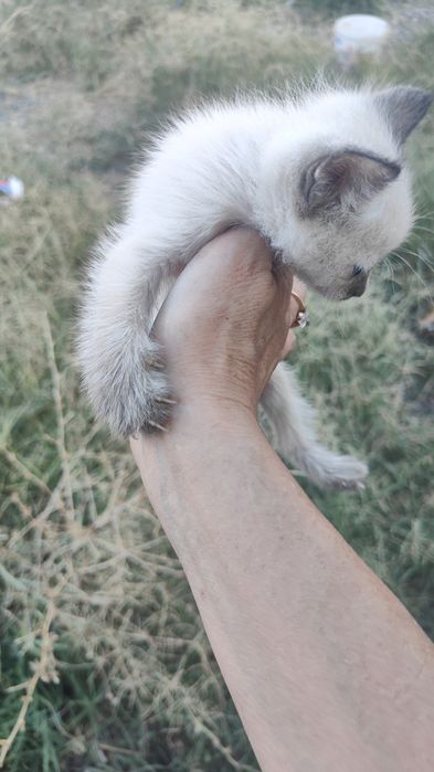 Отдам даром маленкие кошек