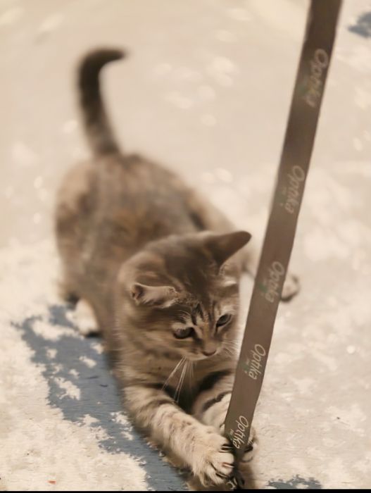 Продам котёнка (девочка)