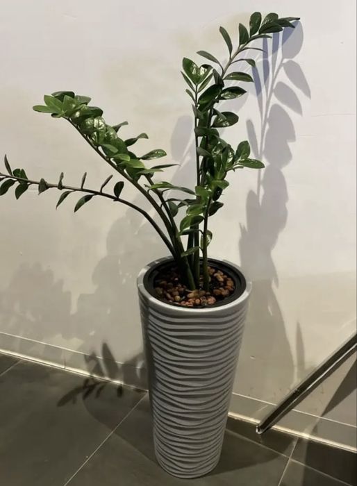 Продам денежное дерево