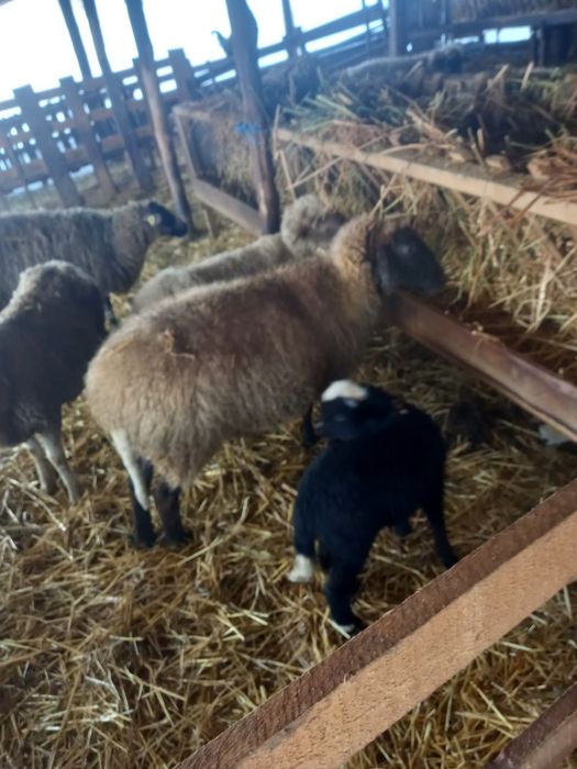 Vând 9 oi cu 12 miei !