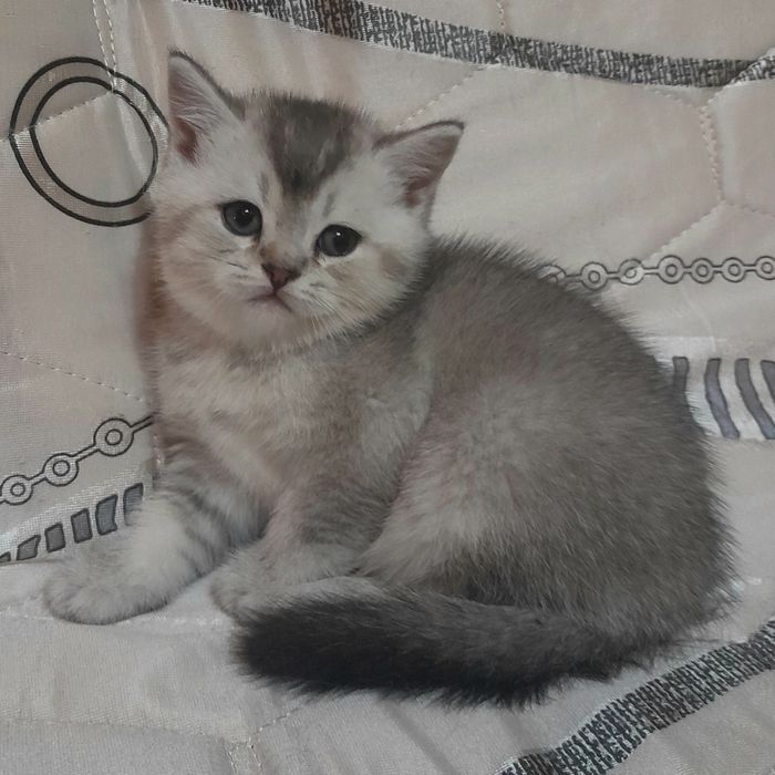 Продаются шикарные котята скотишстрайт,шиншилла.