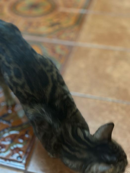 Котенок/кошка Бенгал