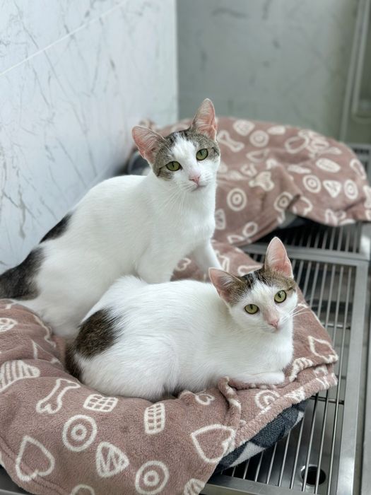 Adoptie pisica iubareata si torcacioasa Bucuresti