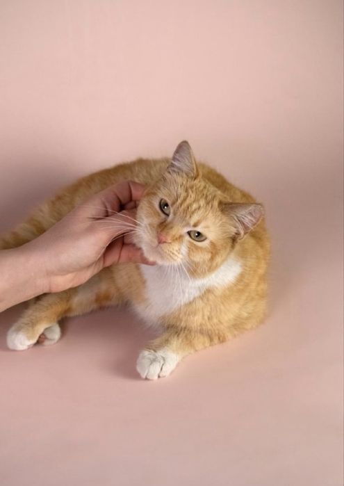 Бро Броша Брошенька