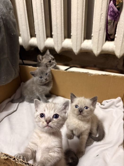 Отдам котят в добрые руки