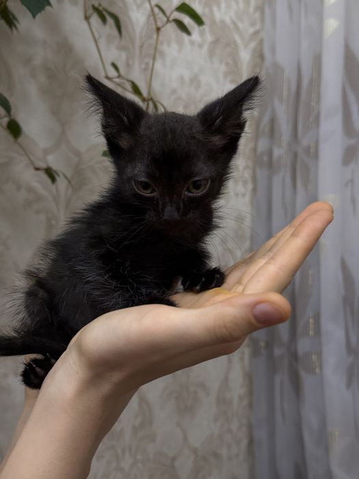 Маленький котенок ищет любящий дом