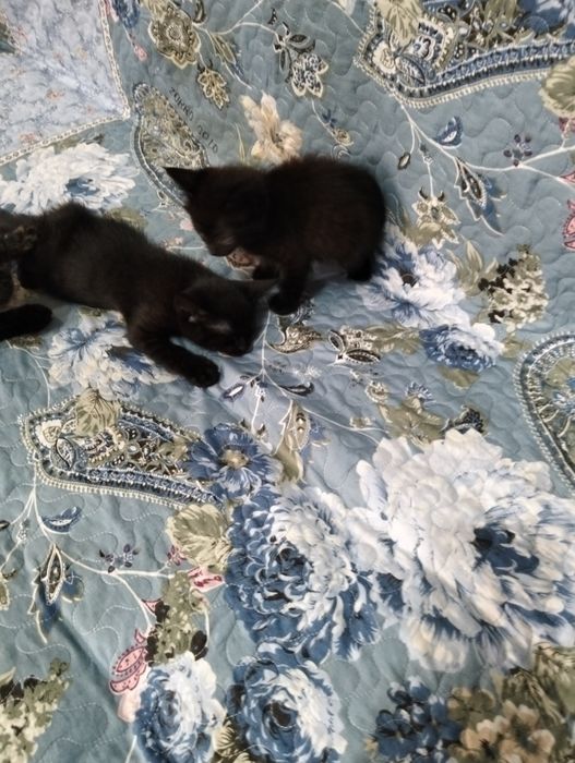 Котята в добрые руки.