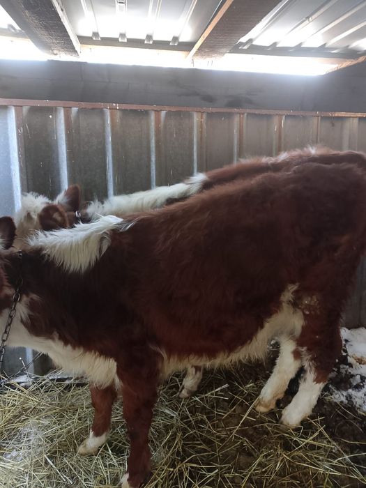 Обменяю быр жасар ургашы