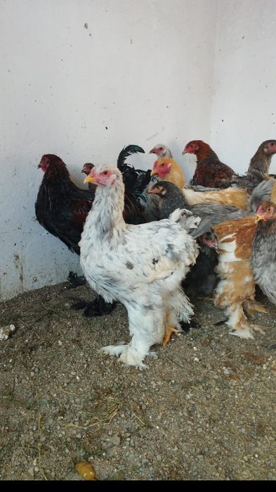 Продам петухов брама