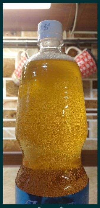 Продам Чайный Гриб