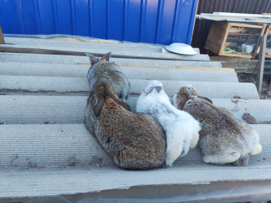 Продам Крольчат всего по 5000тг