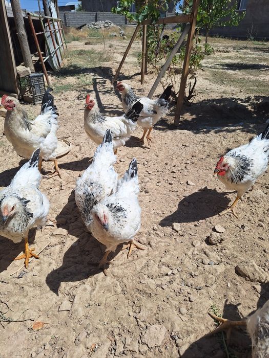 Жағдай өте керемет адлер қораздары