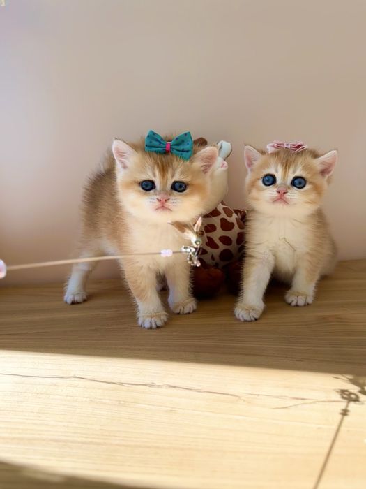 Kотята зoлотой шиншиллы