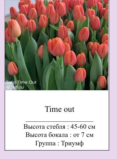 Самые красивые стройные Тюльпаны оптом к 8марта  .