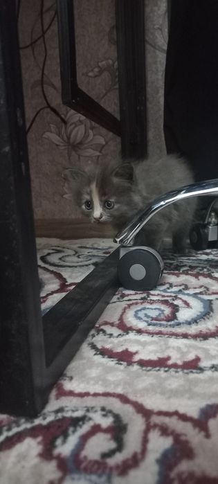 Продаются котята