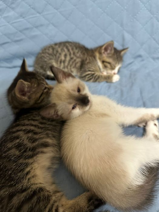 Отдам бесплатно котят