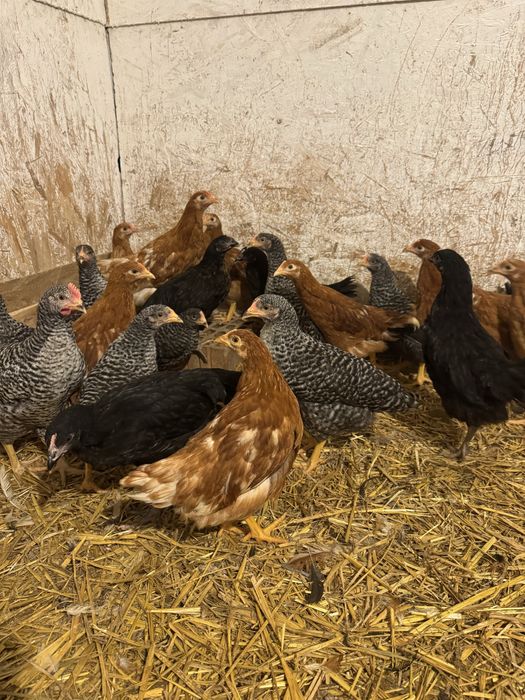 Puicute ouatoare rosii, pestrite, negre