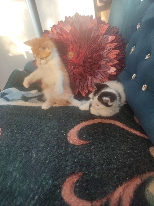 Отдам котят в добрые руки