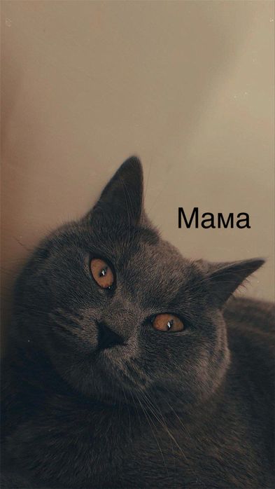 Scottish Fold zotli mushukchalar