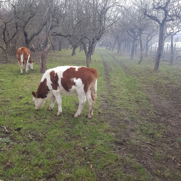 Vitea baltată românească
