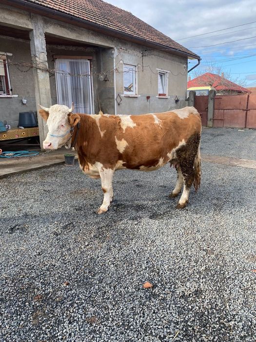 Vacă  de  vânzare