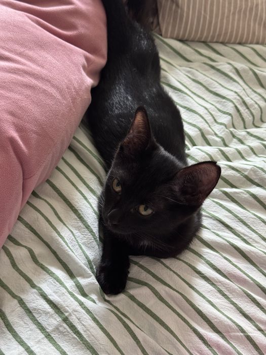 Котенок Кексик ищет дом