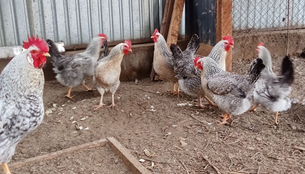 Куры несушки Борковская Барвистая