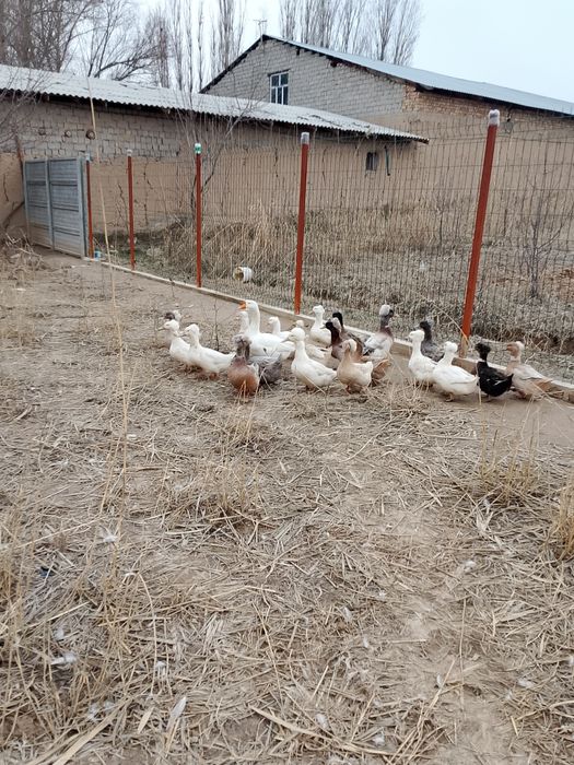 Хохлати урдаклар.