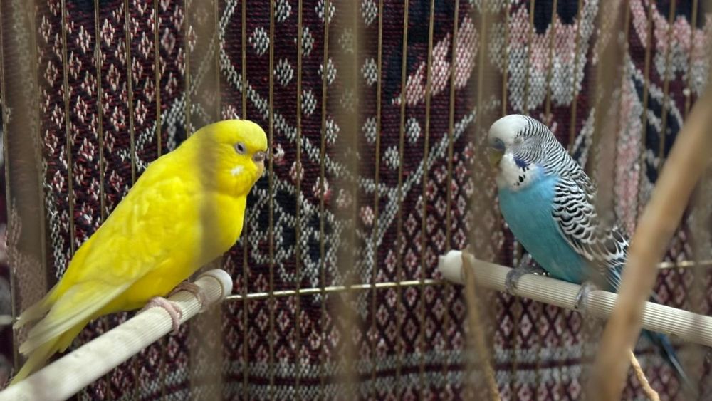 Попугай сатылады